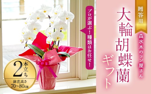 贈答用 大輪 胡蝶蘭 2本立ち ギフト 洋ラン 贈り物 フラワーギフト 熊本県宇城市 ふるさと納税 ふるさとチョイス