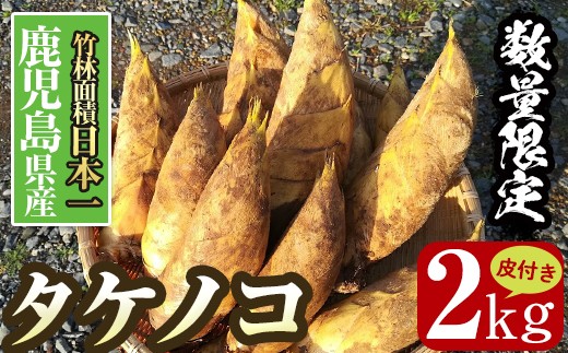 掘り立てたけのこ