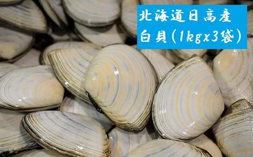 前浜で水揚げした白貝です。