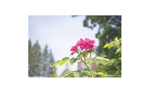 トップ100ロサルゴサ 最高の花の画像