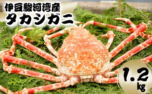 タカアシガニの通販 価格比較 価格 Com