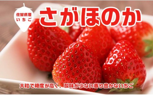 いちごさがほのかの定期便 佐賀県npo支援 ふるさと納税 ふるさとチョイス