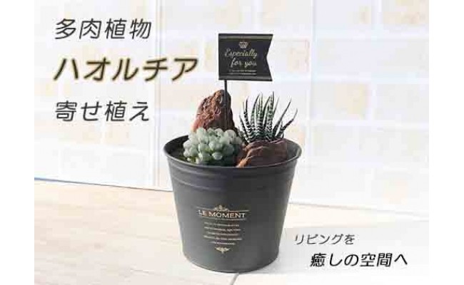 品切れ 多肉植物ハオルチア寄せ植え 1鉢 高知県高知市 ふるさと納税 ふるさとチョイス