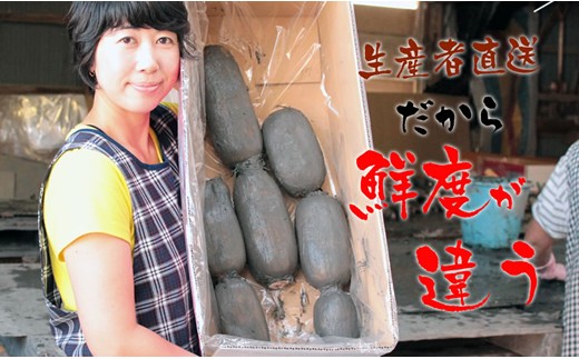 佐賀県産泥付きレンコン（3kg）農家直送 高評価 返礼品 蓮根 - 佐賀 