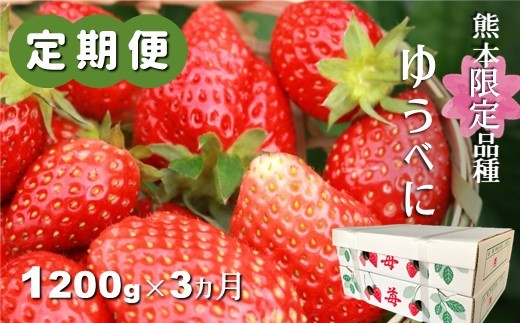 Bl7 熊本たまな産イチゴ 恋みのり 300g 4パック 熊本県玉名市 ふるさと納税 ふるさとチョイス