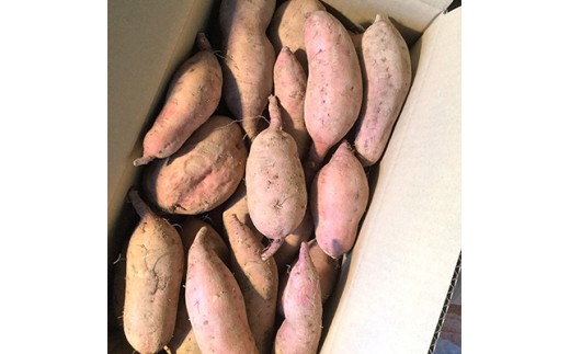 【長崎県諫早市】【先行予約】栽培期間中農薬不使用さつまいも「安納芋」5kg