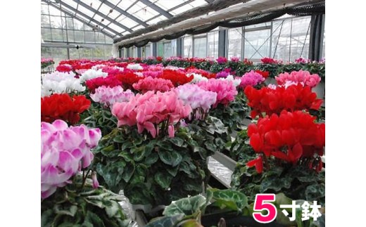 No 0 東金市 シクラメン5寸鉢 山岸園芸 お花 鉢花 ガーデニング 千葉県 千葉県東金市 ふるさと納税 ふるさとチョイス