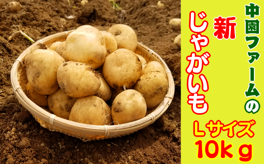 天候にも恵まれて、大きく&美味しく育った【種子島・新じゃがいも】を1月上旬から出荷をいたします!