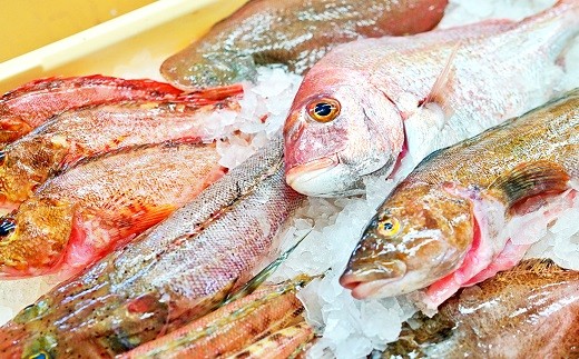 AA036プリッと身が引き締まった 島原の海の幸セット - 長崎県島原市