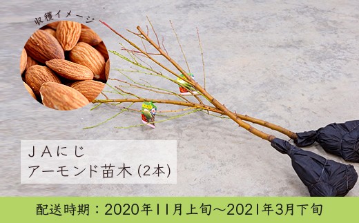 U966 Jaにじ アーモンド 苗木2本 福岡県うきは市 ふるさと納税 ふるさとチョイス