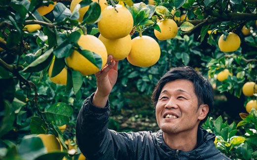 松岡農園の土佐文旦5kg贈答用 - 高知県宿毛市｜ふるさとチョイス