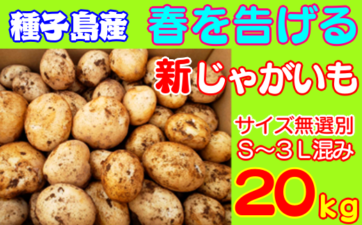 サイズの選別が間に合わないので、S~3Lまでが、1箱の中に混ざって梱包されています。