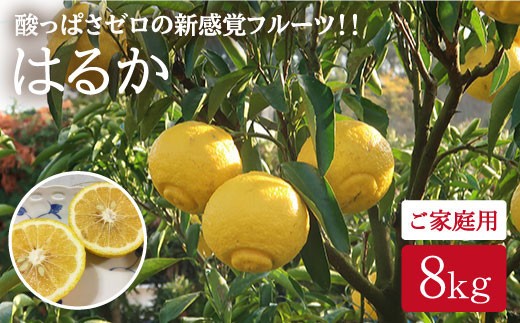【ꕤ421】はるか『ご家庭用』熊本みかん（20kg） 規格外品】はるか ご家庭用 10kg サイズ不選別 サラダみかん 柑橘