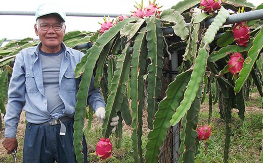 年発送 農家直送 栄養たっぷりドラゴンフルーツ 2kg 沖縄県南風原町 ふるさと納税 ふるさとチョイス