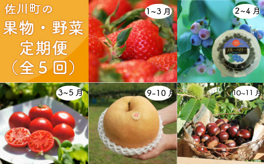 年5回 さかわのフルーツ 野菜定期便 高知県佐川町 ふるさと納税 ふるさとチョイス