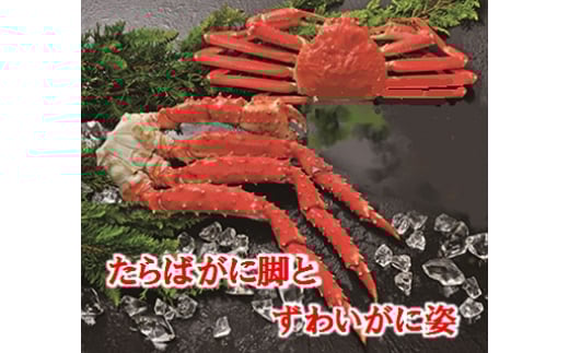 ykCszD-01056y12/21܂ŔNzz ΂ɋrƂ킢Ɏp