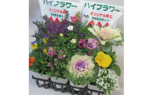 季節の花 寄せ植えセット 埼玉県羽生市 ふるさと納税 ふるさとチョイス