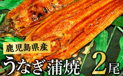 ふるさと納税 鹿児島県 南九州市 056-09 うなぎの蒲焼き 110-01 「特大」鹿児島県産うなぎ蒲焼き250g（タレ付き） - 鹿児島県南