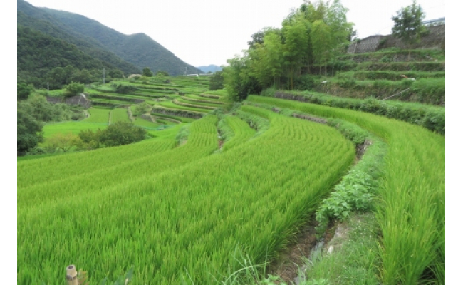 小豆島 中山千枚田の棚田米 香川県小豆島町 ふるさと納税 ふるさとチョイス