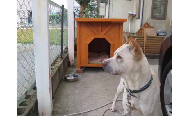 Ks003 高知県産杉の犬小屋 大型犬コース 高知県室戸市 ふるさと納税 ふるさとチョイス