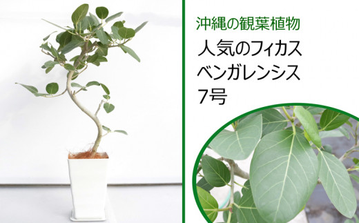 沖縄の観葉植物　人気のフィカス　ベンガレンシス　7号のサムネイル