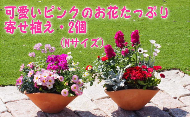 5656 1007 可愛いピンクのお花たっぷりの寄せ植え 舟形mサイズ 2個 福岡県朝倉市 ふるさと納税 ふるさとチョイス