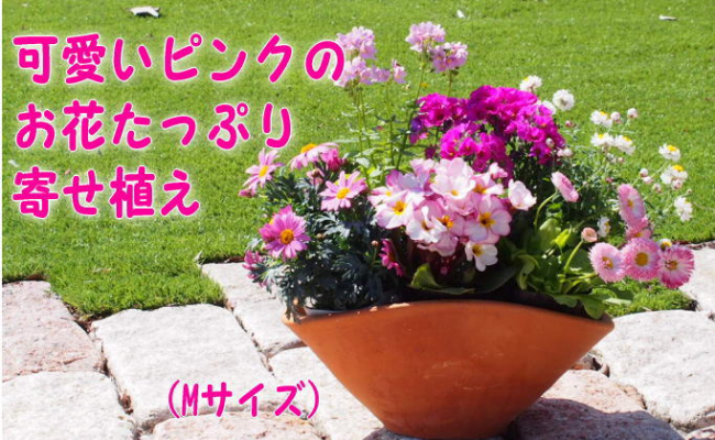 5656 1005 可愛いピンクのお花たっぷりの寄せ植え 舟形mサイズ 1個 福岡県朝倉市 ふるさと納税 ふるさとチョイス