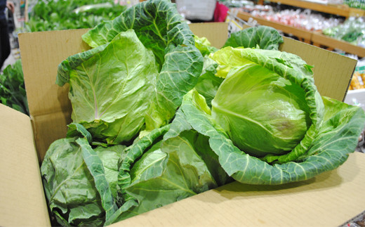 在庫過多の農家を助けて！　春キャベツ　約10kg（8玉）のサムネイル