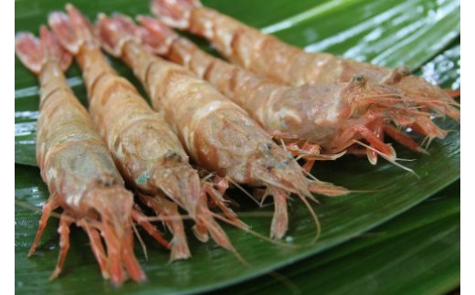 OM-07 冷凍猛者エビ（500g） - 鳥取県大山町｜ふるさとチョイス