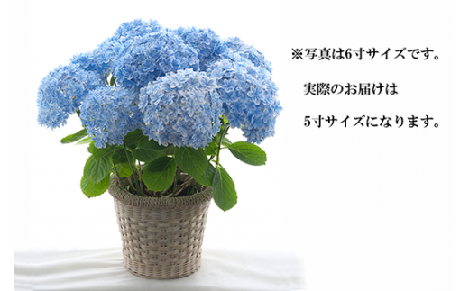 限定-01【５月上旬より順次発送】ふるさとチョイス限定　島根県オリジナル品種アジサイ「万華鏡」"のサムネイル