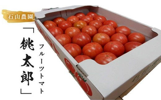 【静岡県掛川市】５０１６　美味しんぼに登場したトマト｢桃太郎｣大箱　約3.5ｋｇ：特選　糖度９度以上　令和３年１２月中旬より順次発送　石山農園（ギフト箱入）特選フルーツトマト