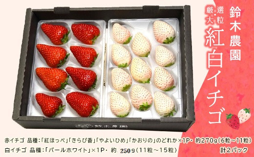 １０５８ 掛川産 厳選 大粒 赤 白イチゴ セット 令和４年１月１５日頃から順次発送します 鈴木農園 静岡県掛川市 ふるさと納税 ふるさとチョイス