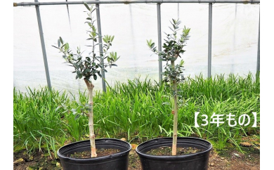 オリーブ 苗木の通販 価格比較 価格 Com