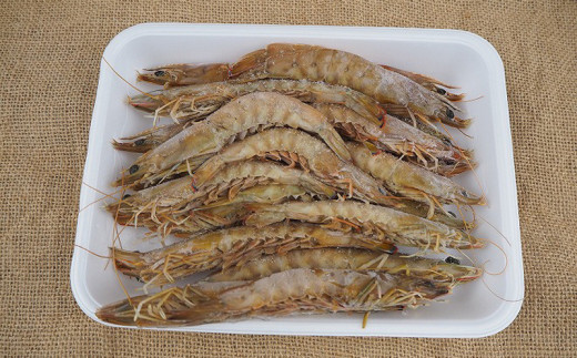 訳あり品 家庭で気軽に車海老 1000g 加熱調理用 沖縄県宜野座村 ふるさと納税 ふるさとチョイス