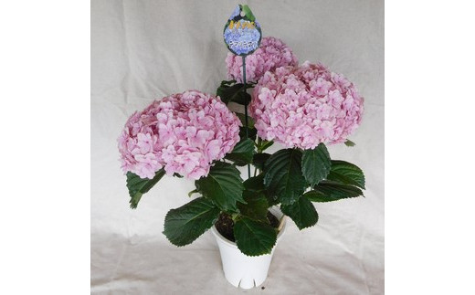 0072 紫陽花 てまりてまり 鉢植え ５号鉢 ピンク 埼玉県本庄市 ふるさと納税 ふるさとチョイス
