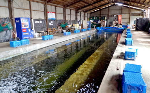 ｉ 3 屋内型 海水魚の釣堀 ４時間コース利用券 昼間通常コース 千葉県富里市 ふるさとチョイス ふるさと納税サイト