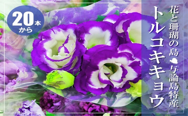 冬春発送 与論島のトルコキキョウ 青色系 ２０本以上 鹿児島県与論町 ふるさと納税 ふるさとチョイス