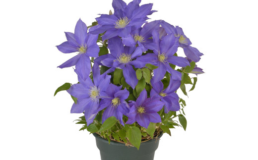 生花 クレマチス 花の人気商品 通販 価格比較 価格 Com