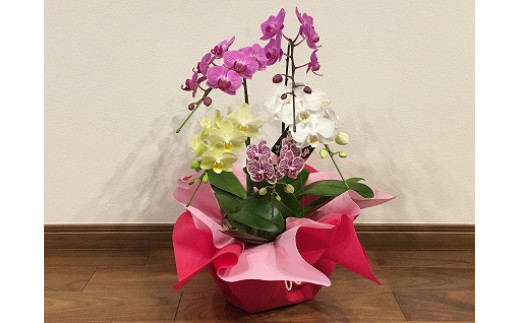 生花 胡蝶蘭 5本の人気商品 通販 価格比較 価格 Com