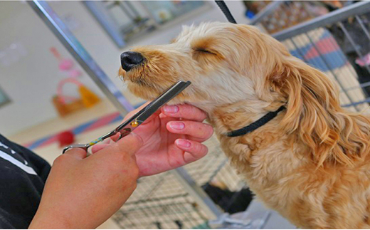 [№5672-0349]ワンちゃんのシャンプー&カット利用券（小型犬）　ドッグスクールNEOのサムネイル