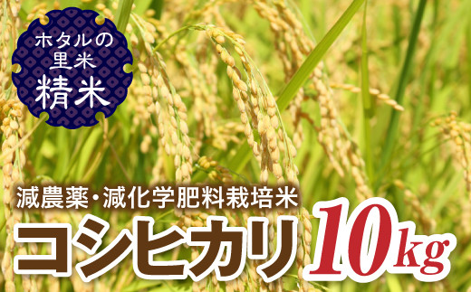 《先行予約》令和2年度新米【ホタルの里米】減農薬・減化学肥料栽培米コシヒカリ精米10kgのサムネイル