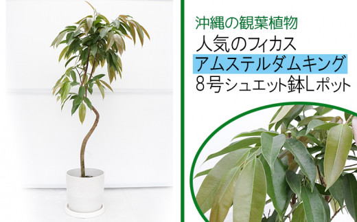 人気のフィカス アムステルダムキング 8号シュエット鉢lポット 沖縄県うるま市 ふるさと納税 ふるさとチョイス