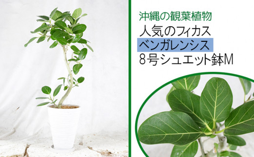 人気のフィカス　ベンガレンシス　8号シュエット鉢Mのサムネイル