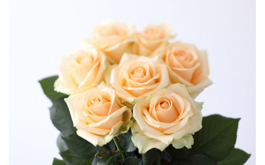 yꌧRszyցF12Jz}o璼IFlower Bouqueti10{̉ԑjAvRbgn