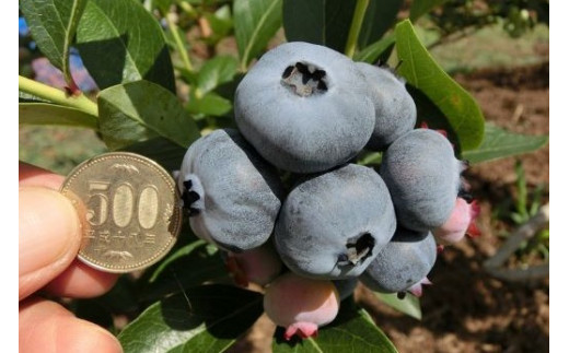 夏季限定 超大粒 遠野産ブルーベリー チャンドラー 岩手県遠野市 ふるさと納税 ふるさとチョイス