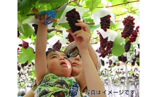 No.193 ぶどう狩りペアチケット ／ 体験 フルーツ狩り 葡萄 ブドウ 大阪府のサムネイル