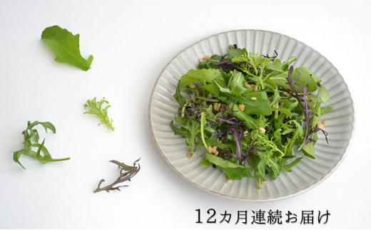 【毎月発送！12ヶ月】ハーブ野菜 の 詰め合わせ（総量約450g×12回）ルッコラ リーフトマト（赤からし水菜） リーフマスタード（からし水菜）  セルバチコ 詰合せ つめあわせ 12回お届け