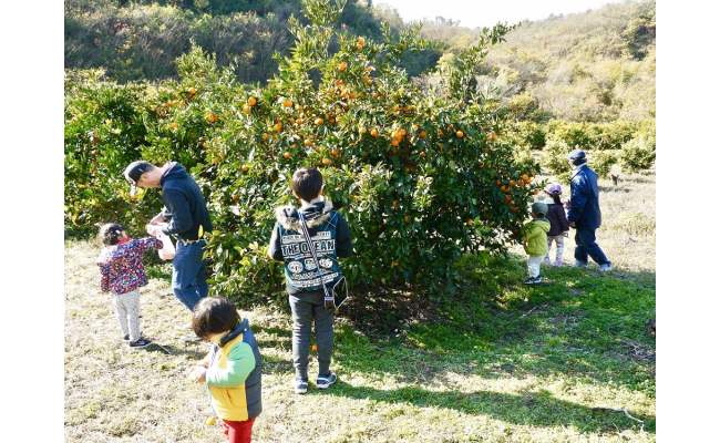 みかん 狩り 広島