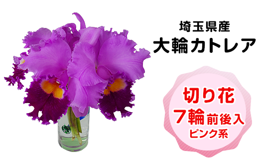 生花 カトレアの人気商品 通販 価格比較 価格 Com 生花 カトレアの人気商品 通販 価格比較 価格 Com