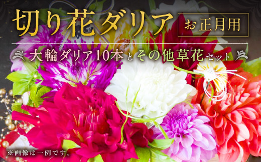 9 切り花 ダリア お正月用 生花 生け花 お花 花 フラワー 福岡県みやま市 ふるさと納税 ふるさとチョイス